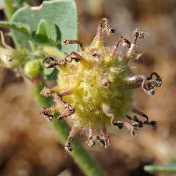 Abronia villosa, Desert Sand Verbena